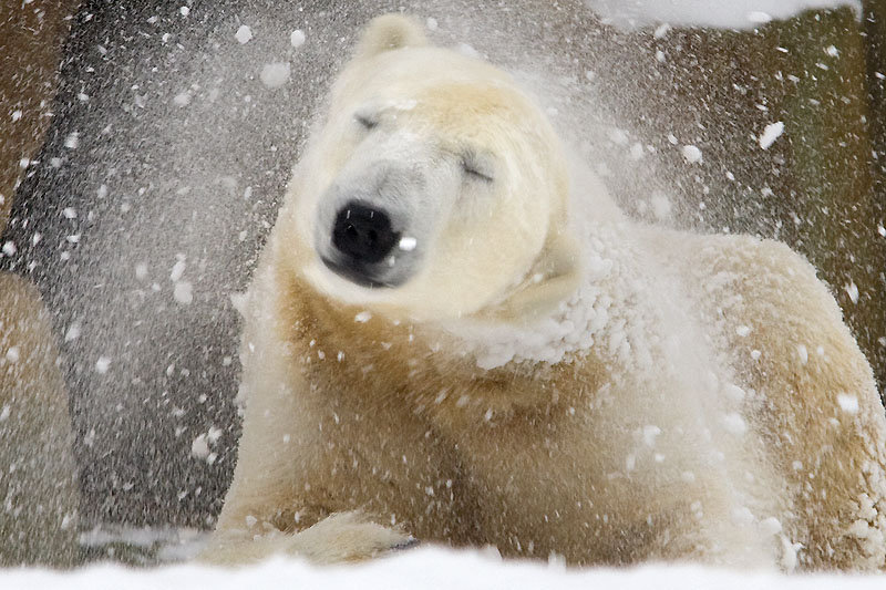 Berliner Zoo - Eisbär Knut im Winter
