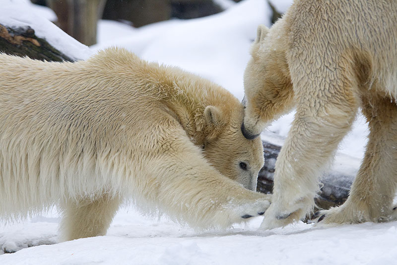 Berliner Zoo - Eisbär Knut zusammen mit Giovanna