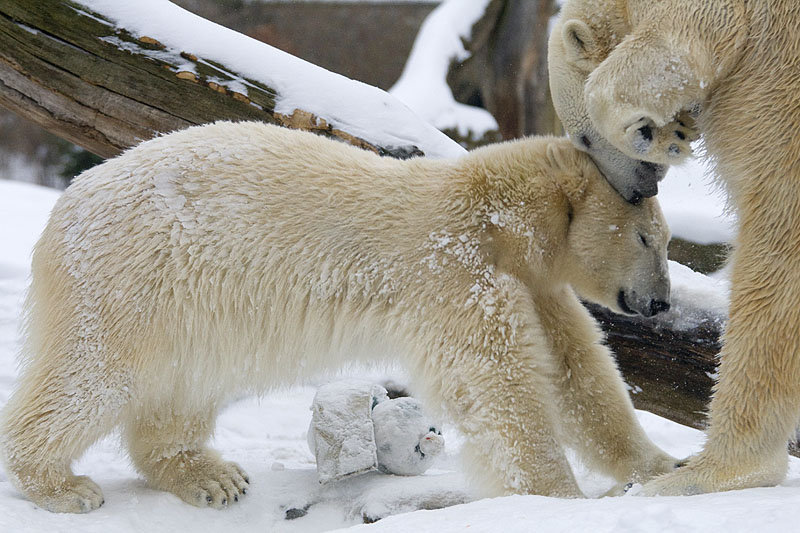 Berliner Zoo - Eisbär Knut