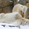 Berliner Zoo - Eisbär Knut zusammen mit Giovanna