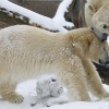 Berliner Zoo - Eisbär Knut