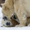 Berliner Zoo - Eisbär Knutzusammen mit Giovanna
