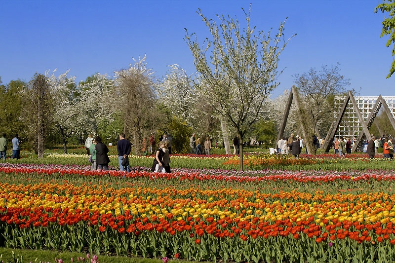 Tulipan Tulpenschau in Berlin