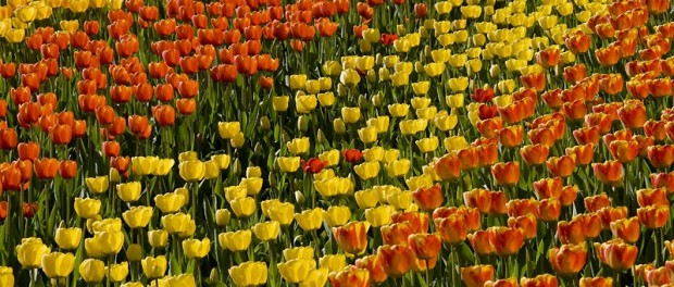 TULIPAN die Tulpenschau im Britzer Garten