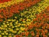TULIPAN die Tulpenschau im Britzer Garten