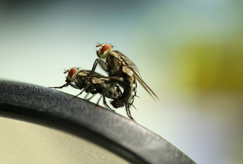 photodune-4294440-the-breeding-of-flies