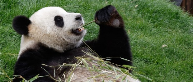 Panda - Foto: Shutterstock