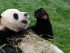 Panda - Foto: Shutterstock