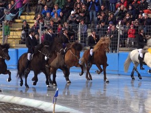 Icehorse - EM der Islandpferde auf Eis in Berlin