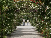 Blühende Rosen im Britzer Garten