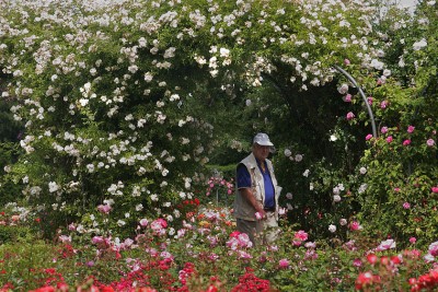Blühende Rosen im Britzer Garten