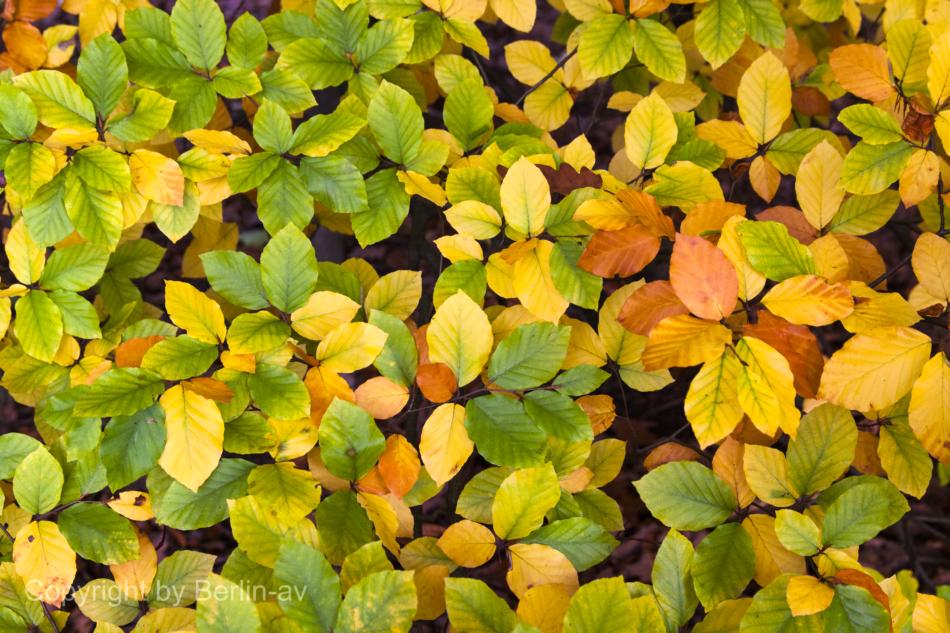 Auch bei trübem Herbstwetter können die Farben durch das diffuse Licht leuchten. 