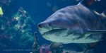 Berliner Aquarium - Berlin Sea Life - Sharks