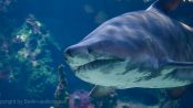 Berliner Aquarium - Berlin Sea Life - Sharks