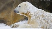 Eisbär Knut im Winter