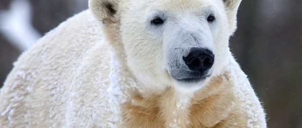Eisbär Knut im Winter
